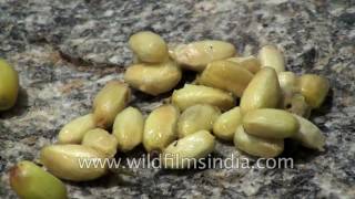 Neem nimoli fruit  Azadirachta indica  the wonder herb [upl. by Eentruok31]