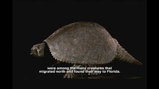 Pliocene Epoch  Florida Fossils Evolution of Life and Land [upl. by Olia]