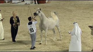 Beautiful Horses Stride at Jeddah Arabian Horse Show [upl. by Groark]