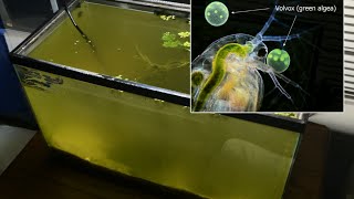 Raising Daphnia for the Freshwater Aquarium [upl. by Peggie]