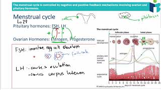 The Menstrual Cycle  IB Biology Revision notes topic 6 [upl. by Pritchett]