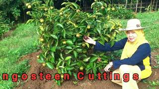 Mangosteen cuttings [upl. by Persian]