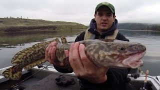 Fishing for Burbot in Washington [upl. by Ntsuj]