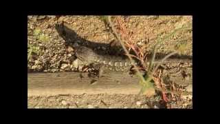 Western Fence Lizard Doing Pushups [upl. by Presley]