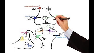 Pharmacology  ANTIEPILEPTIC DRUGS MADE EASY [upl. by Annawad30]