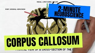 2Minute Neuroscience Corpus Callosum [upl. by Ninahs]