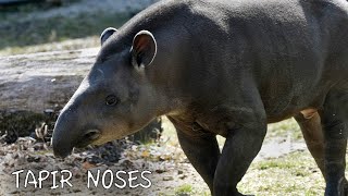 Tapir Noses [upl. by Prent]