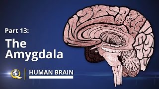 Amygdala  Human Brain Series  Part 13 [upl. by Diane-Marie]