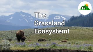 Ecosystems Episode 3 The Grassland Ecosystem [upl. by Assilem858]