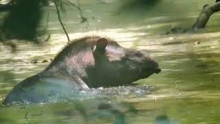 Wild Tapir in the Amazon Tapirus terrestris Tambopata Peru [upl. by Bartram721]