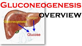 Gluconeogenesis overview [upl. by Notnirt304]