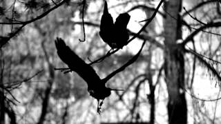 Winterfylleth  The Swart Raven [upl. by Emad]