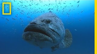 Photographer Swims With Huge Goliath Groupers  National Geographic [upl. by Pennebaker]