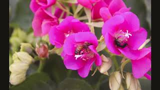 Dombeya Seminole Pollinators [upl. by Nosiddam]