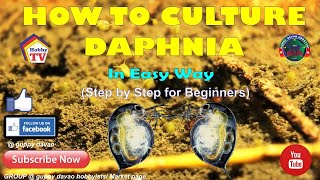 HOW TO CULTURE DAPHNIA In Easy Way [upl. by Maillw]