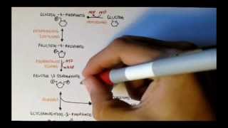 Human Metabolism Map II  Gluconeogenesis amp Glycogenesis [upl. by Flessel]