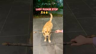 Drop it failsjunior goldenretriever happy dropit love cuteshortsviral shorts trending [upl. by Fairweather]