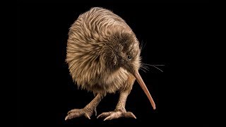 Kiwi bird [upl. by Sims]