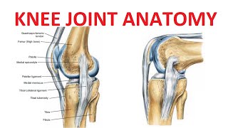 Knee Joint Anatomy [upl. by Lajib654]