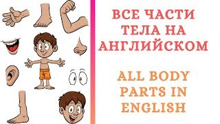 Все части тела человека на английском All body parts in English [upl. by Venola323]