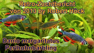 HD Perlhuhnbärblinge Zuchtbericht Danio margaritatus Microrasbora Galaxy Tipps Zucht Vermehrung [upl. by Terrie]