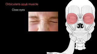 Muscles of facial expression [upl. by Aura]