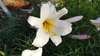 Growing Lilies from seed Trumpet Lilium Regale [upl. by Nealey121]