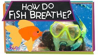 How Do Fish Breathe  Animal Science for Kids [upl. by Yojenitsirk716]