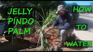 How To Water a Jelly Pindo Palm  Butia Capitata [upl. by Gnagflow864]