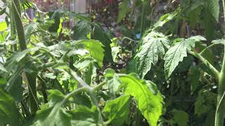 Comment polliniser des tomates manuellement [upl. by Kendre736]