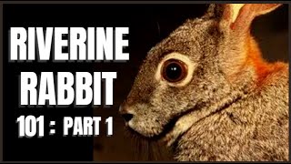 Riverine Rabbit 101 Part 1 [upl. by Llenram]